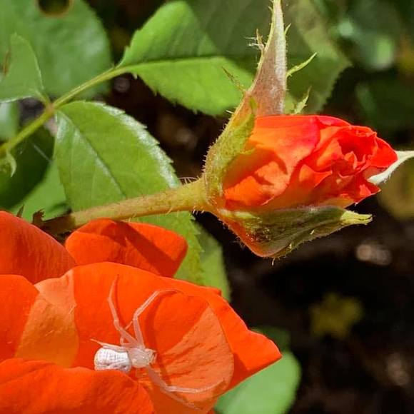 Meet your Posher, Carmela - Picture 1 of 1